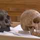 Illustration for article titled Archaeologists banned from referring to ancient humanoids as "hobbits"